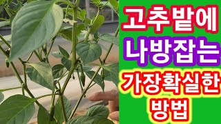 고추밭에 나방잡는 가장 확실한 방법 고추재배방법,잘짓는방법,키우기,고추심는시기 방법 솔림농원 비닐하우스 텃밭…