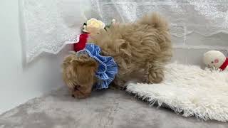 ハーフ犬の動画01