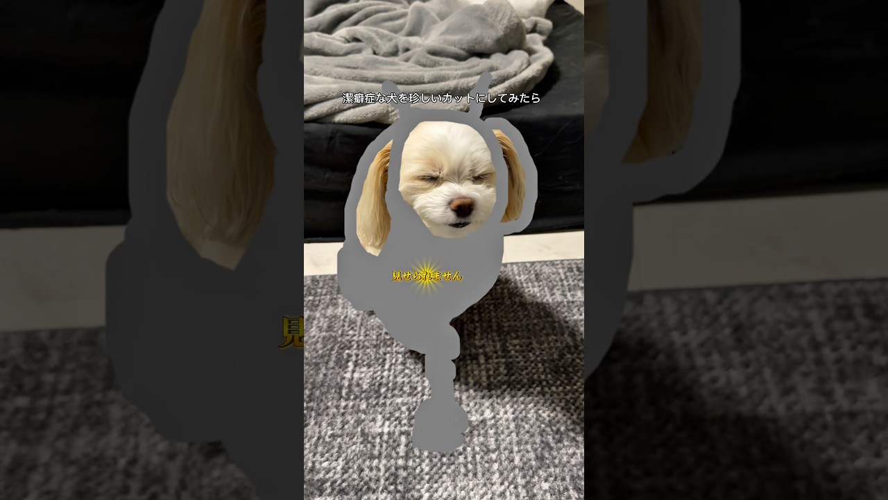 そあちんをとうとう〇〇〇カットにしてみたら。#shorts #犬 #トリミング #犬のいる生活 #言葉が分かる犬