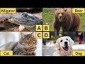 ABC Animals For Kids Learn Alphabet From A To Z For Animals