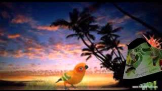 pierre perret " ouvrez la cage au oiseaux "