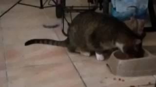 Dependence Jamie Slocum