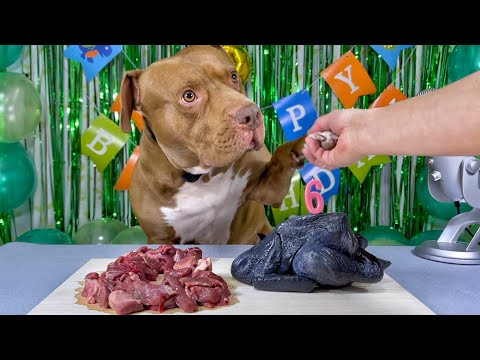 My DOG'S BEST BIRTHDAY Mr.Bounce ASMR