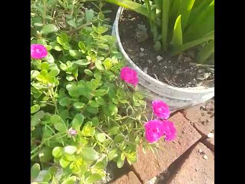 wow...सुंदर सुंदर flowers...