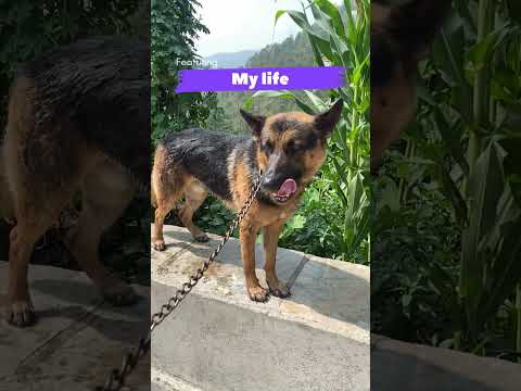 Resolution of the Year 2023  |  #duc #shorts #germanshepherd |