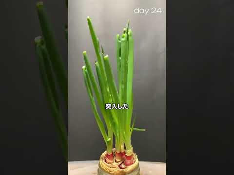 野菜を水に漬けて放置するとどうなるのか　#雑学 #都市伝説 #実験