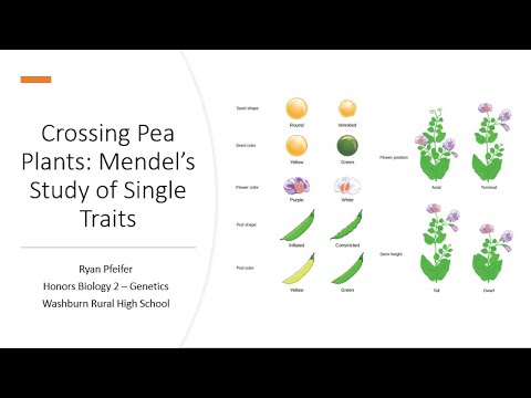 Crossing Pea Plants: Mendel's Study of Single Traits