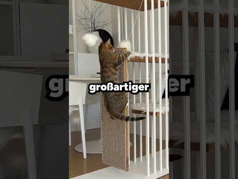 🐈 WARUM deine KATZE einen KRATZBAUM braucht 😲🐈WARUM ist ein KRATZBAUM SINNVOLL❓🐈