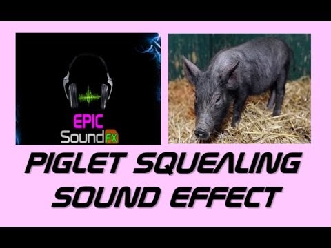 PIG SQUEALING or piglet sound effect - EPICsoundFX