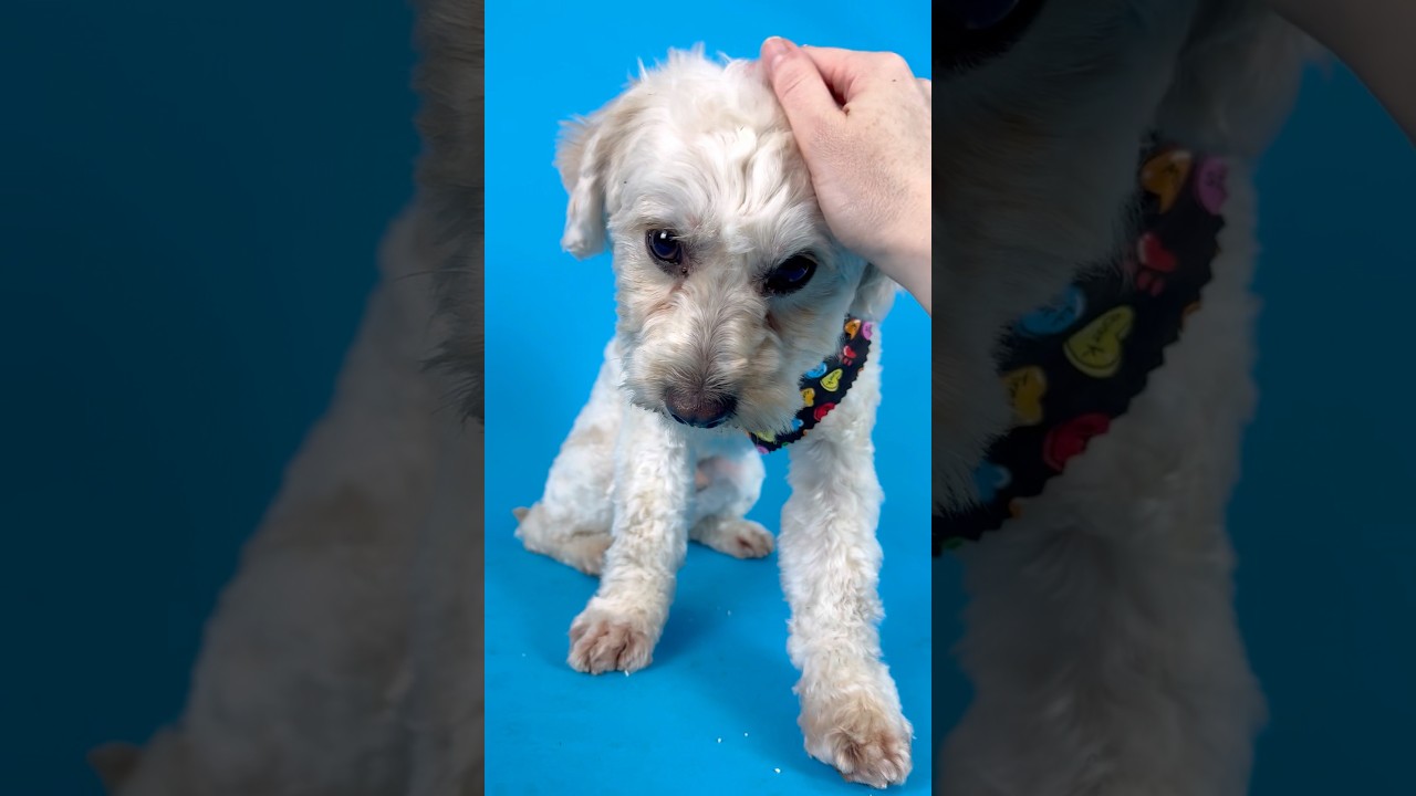 Enlarge Marco, a ADOPTABLE mixed breed in PHOENIX, AZ video 3/6