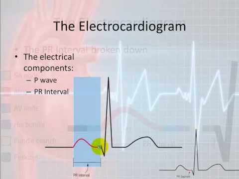 Basic Electrophysiology, part 4 - The Bumps and Squiggles