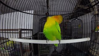 Download lagu FULL 4 JAM MASTERAN LOVE BIRD KONSLET SUARA MINOR #EPS012 mp3 Download lagu FULL 4 JAM MASTERAN LOVE BIRD KONSLET SUARA MINOR #EPS012 mp3