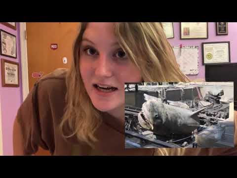 top 10 underwater animatronics