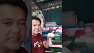 NAGKASAKIT ANG MGA KOI SA POND, PAANO NGA BA GAMUTIN?