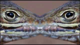 /SLACKK // BLACK JEEP