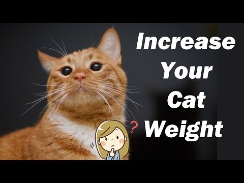 Tips- How To Help Your Cat Weight Gain | In Urdu | Animalia Dot Pk || Vet Furqan Younas