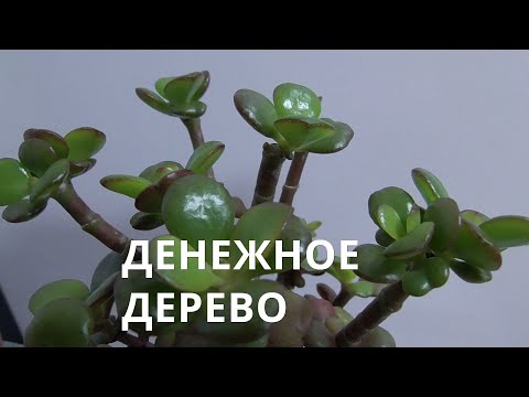 КАКОЙ ВОДОЙ ЛУЧШЕ ПОЛИВАТЬ ДЕНЕЖНОЕ ДЕРЕВО часть 2