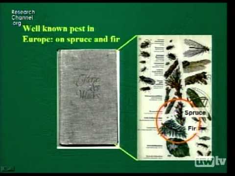 Invasive Species in the Pacific Northwest, Part 1