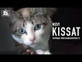 Kissat: HESY – Kissoille parempi elämä