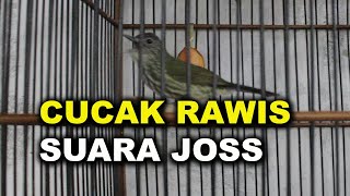 Download lagu CUCAK RAWIS / BAYEMAN GACOR UNTUK PANCINGAN DAN MASTERAN mp3 Download lagu CUCAK RAWIS / BAYEMAN GACOR UNTUK PANCINGAN DAN MASTERAN mp3