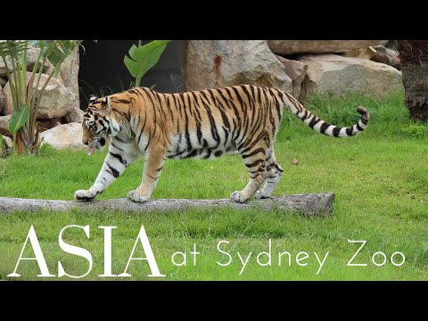 Taking a closer look at the Asian animals at Sydney Zoo