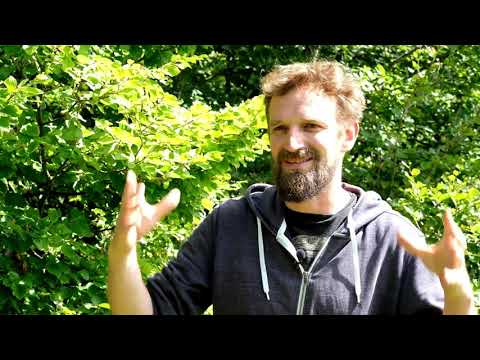 Les trois vies des cavités de pic noir