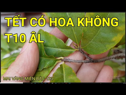 🔴 QBS22303 - CÂY MAI KHÔNG CÓ NỤ KIM TẾT CÓ NỞ ĐƯỢC HOA KHÔNG | CÂY MAI NỤ KIM BÉ TẾT CÓ HOA KHÔNG