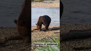 Медведь подошёл слишком близко
