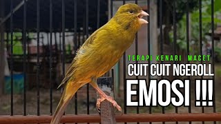 Download lagu Burung Kenari Cuit CUIT Super BUNYI, Masteran Kenari PAUD, Pancingan & Masteran Kenari MACET BUNYI mp3 Download lagu Burung Kenari Cuit CUIT Super BUNYI, Masteran Kenari PAUD, Pancingan & Masteran Kenari MACET BUNYI mp3