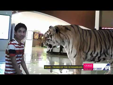 Samanyu Face To Face With The Tigers Of The Sundarbans
