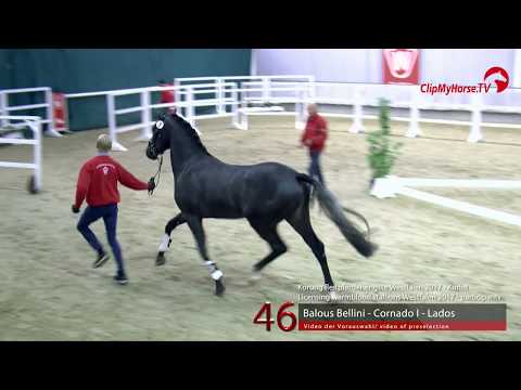 46 Junghengst v. Balous Bellini - Cornado I