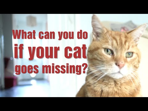 What can you do when your cat goes missing