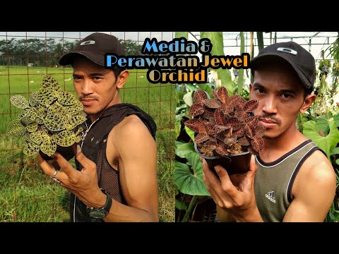 , title : 'Media dan cara merawat Jewel Orchid (Anggrek Permata)'