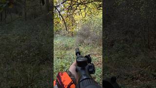 Harte Jagd – Sauen stecken in den Brombeer-Schlägen! Heute um 19 Uhr auf YouTube!🌿🎥