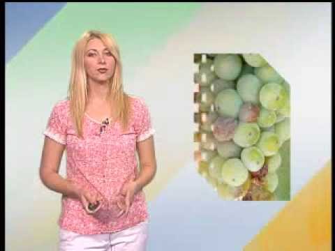 Zelena prognoza 8.8.2013.