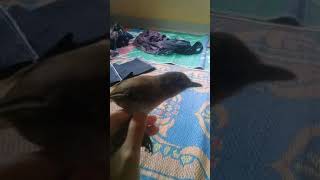 Download lagu Burung Planduk semak mp3