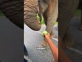 Dieser Elefant überrascht alle mit seiner Reaktion!