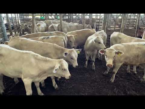 Mostra de animais 44º Leilão de Gado Geral de Concórdia-SC (08/02/26)