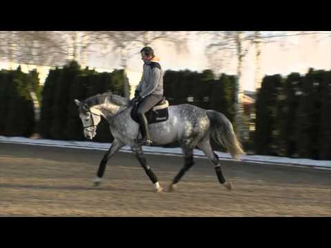 Cordess Hengstvideo 2016