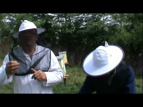 2/2 Analiza unei familii de albine si operatii din aceasta perioada - video apicultura