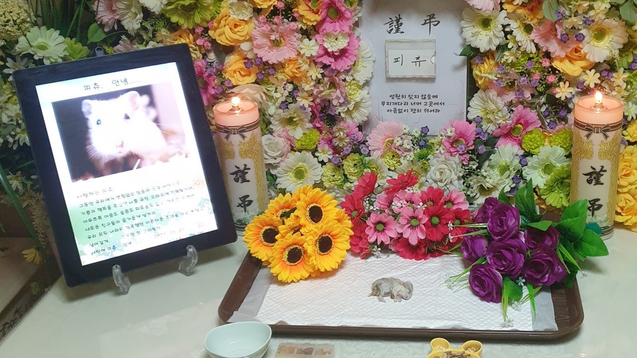 고생 많았다 피츄야 잘 가렴