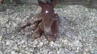 preview picture of video 'AQHA  Mare My Classy Playgirl +  Playgirls Mr March  Colt'