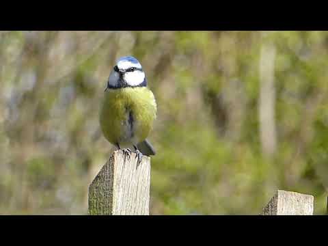 good morning  another beautiful  day,#noshi #volg#