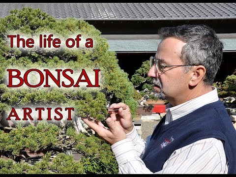 A year in the life of a Bonsai Artist.