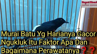 Download lagu Murai Batu yg Harianya Gacor Ngukuk Itu Faktor Apa Dan Bagaimana Perawatanya❓️ mp3