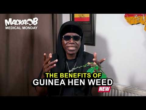 Macka B's Medical Monday Guinea Hen Weed