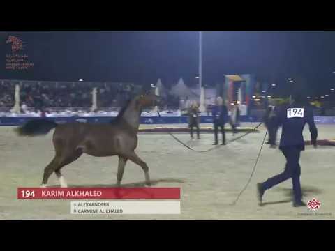 N 194 KARIM ALKHALED   Asharqia Arabian Horse Classic 2020   Yearling Colts Class 7B