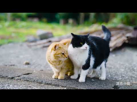 【大分県佐伯市】猫と暮らす島「深島」
