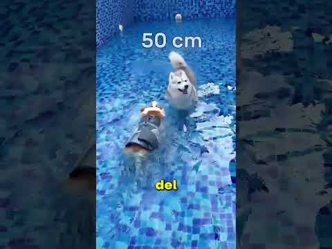 Watch How Dogs React to Deep Water 😳🐶 #shorts