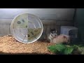 Xhamster Com